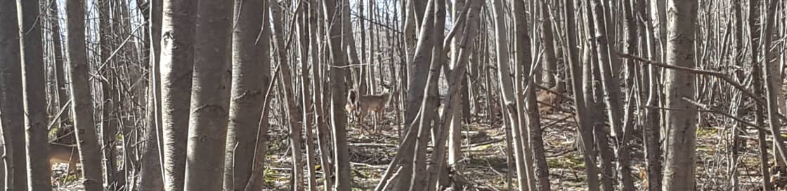 Deer on the property are often spotted on the hiking trails