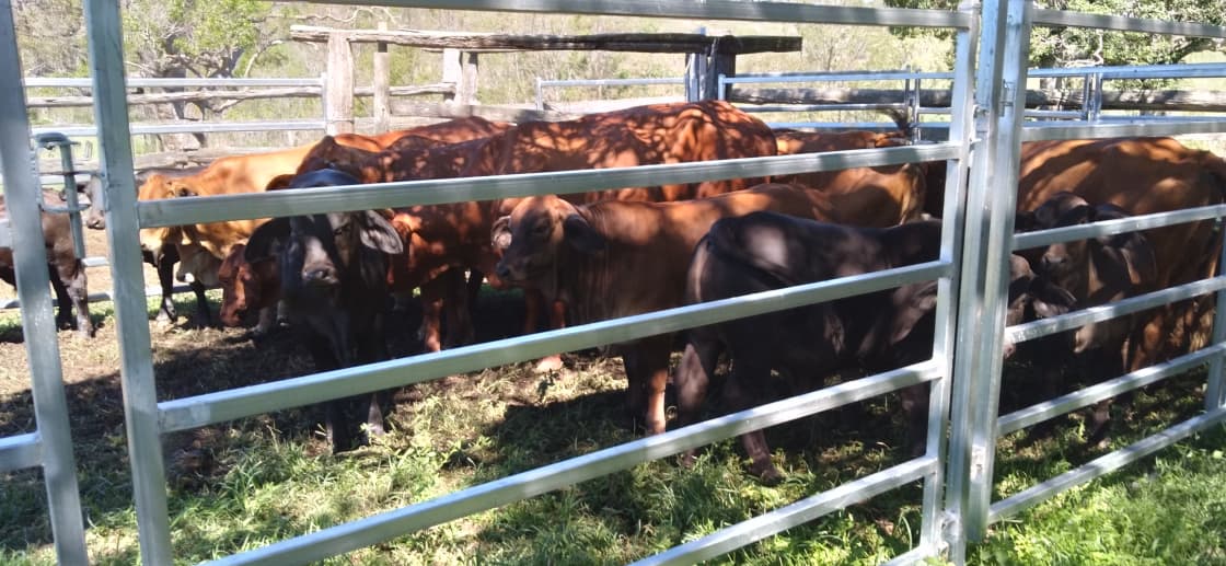 Cattle are mustered and weaners are drafted for sale twice each year.