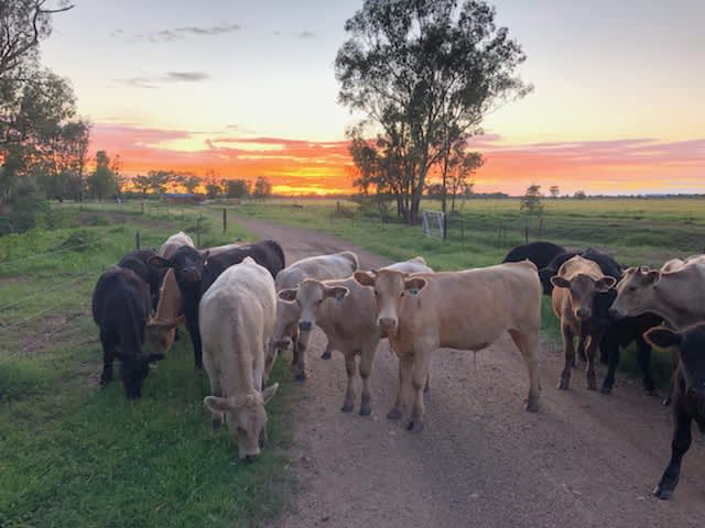 Beautiful young cattle enjoying sunrise at Pringy's Farm Balnagask 