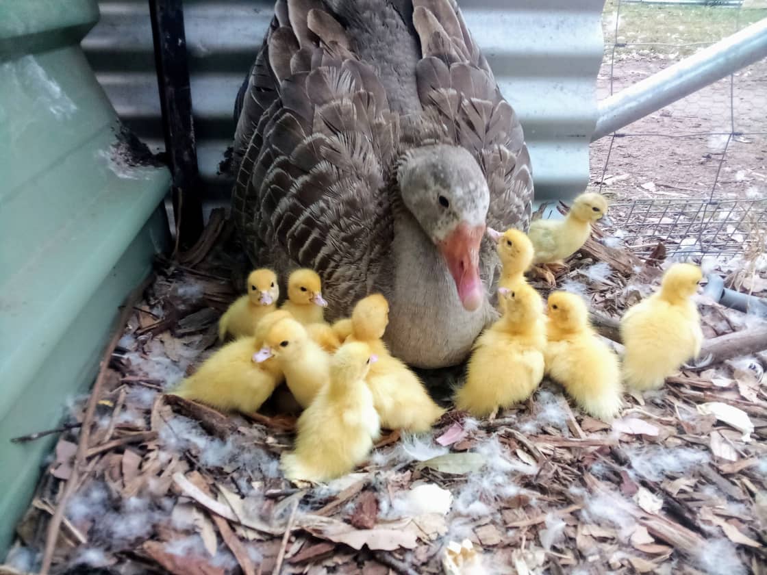 You may just see some baby ducklings
