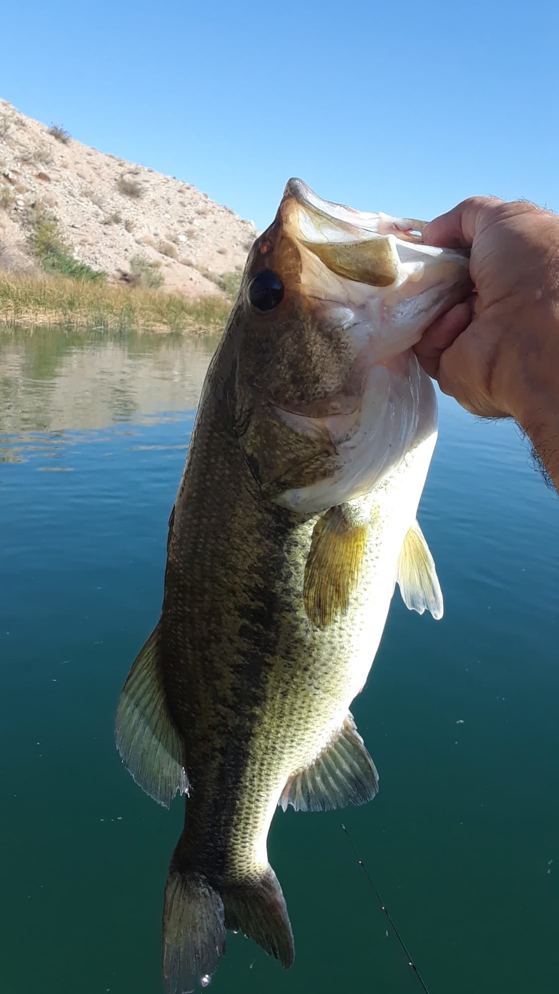 A  Largemouth Bass caught just upriver 