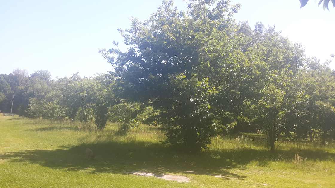 Castanea Farm Hipcamp in Alachua, Florida