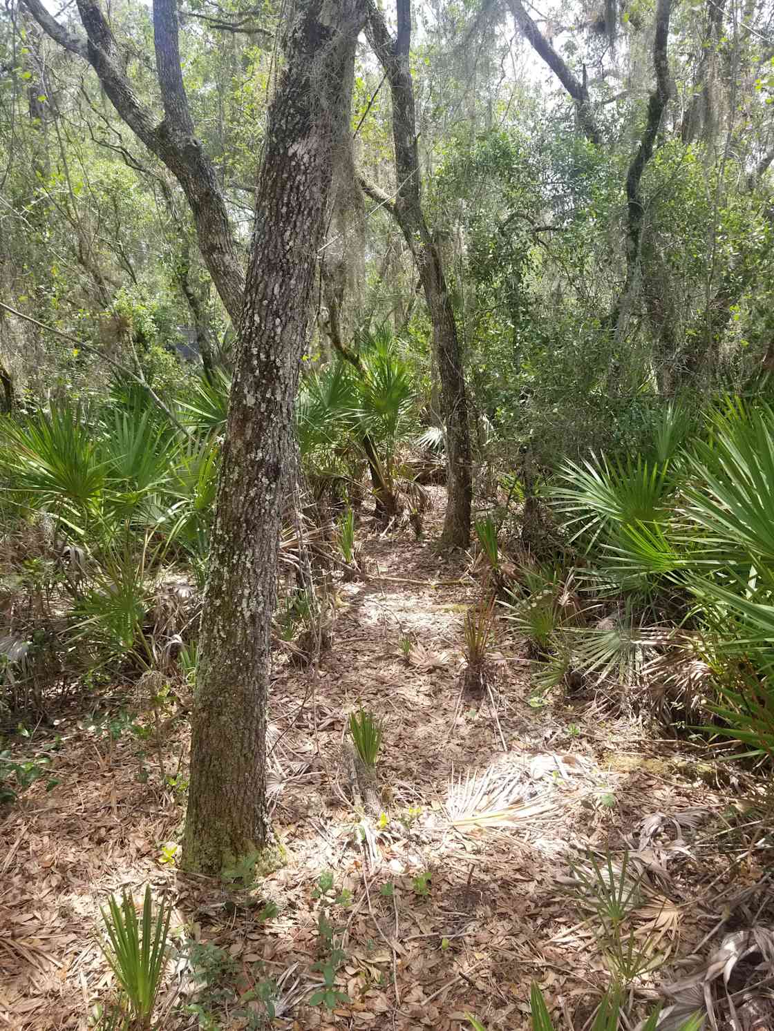 Mariposa village Hipcamp in Port Charlotte, Florida