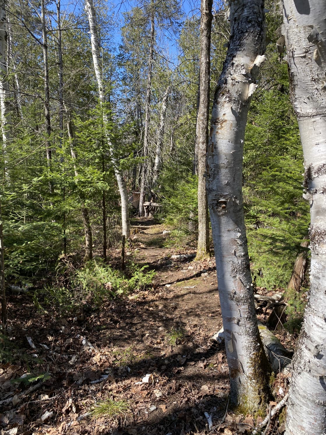 The trail to the outhouse