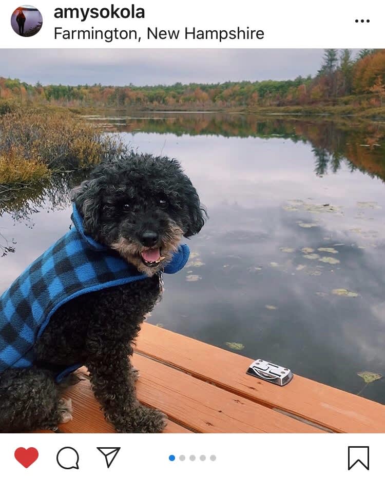 Happy dog on the dock