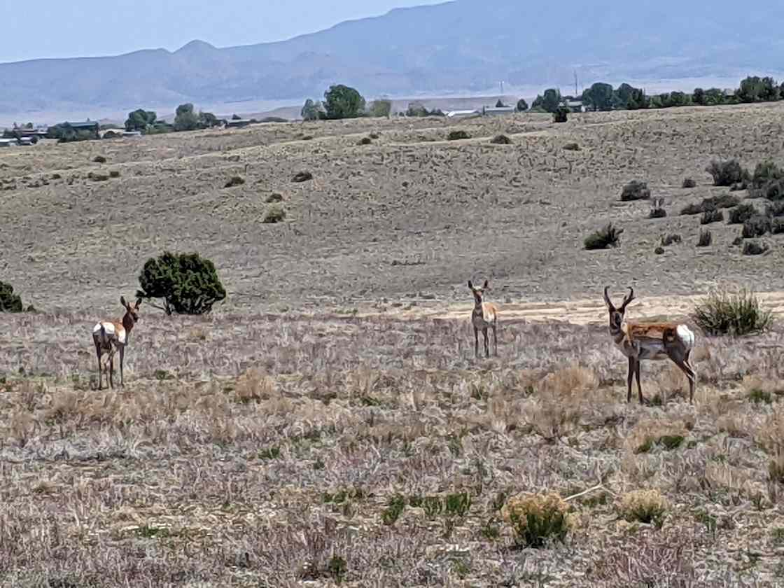 Newell Farm Hipcamp in Chino Valley, Arizona