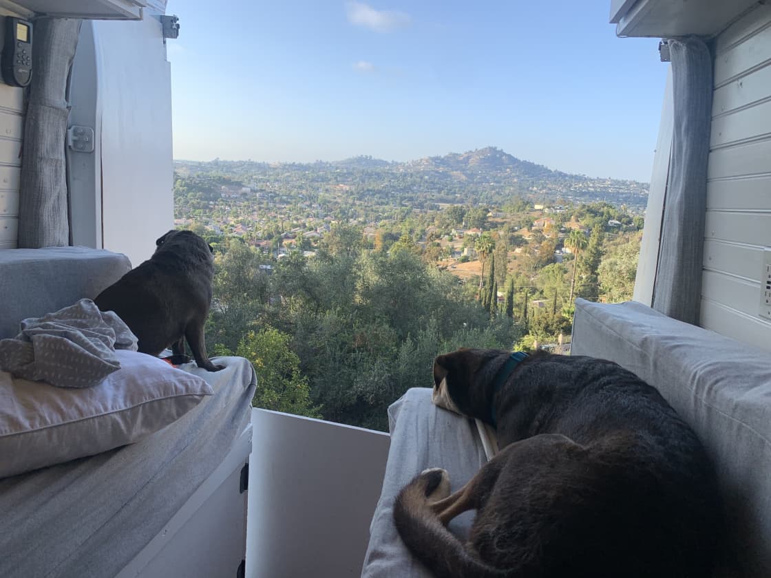 Pups loved the view 