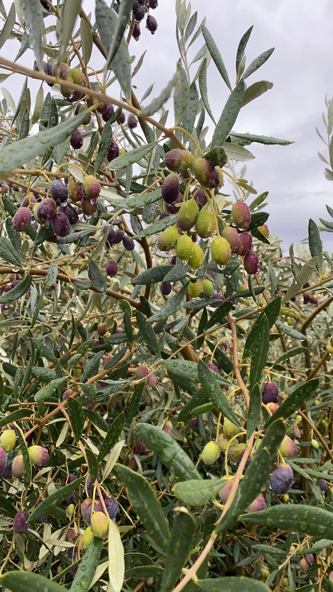 This year has been good for olives. Pick whatever you need and we can tell you the best way of curing them.