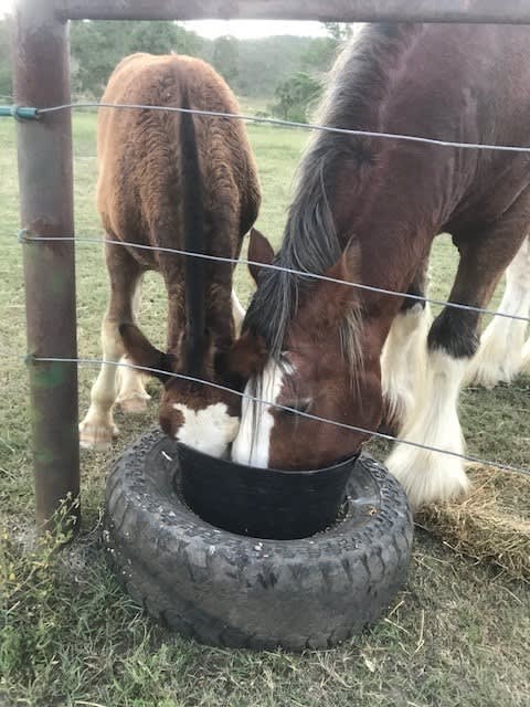 Shiralee Clydesdales and Farm Stay