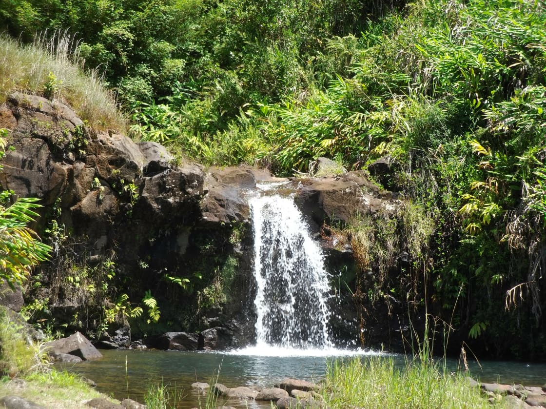 Mauna Kea Cloudforest Bioreserve