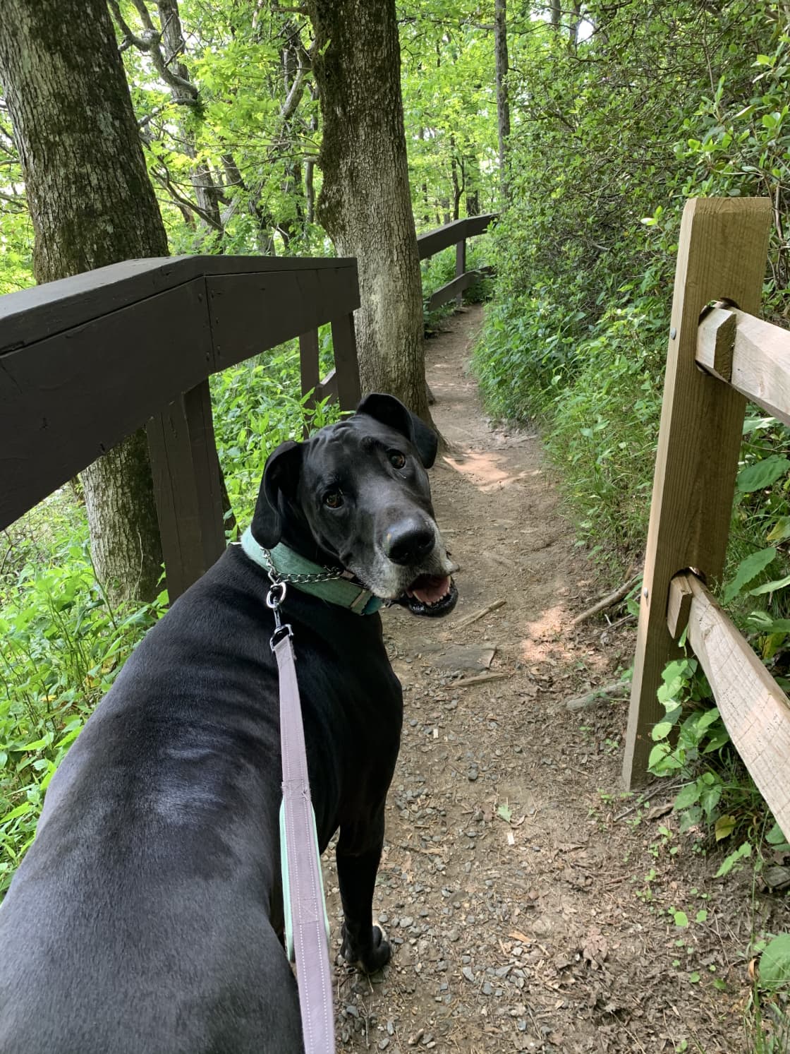 We took the dog for a little hike at nearby 
( maybe an hour?) Caesar’s Head Park to explore the areas 