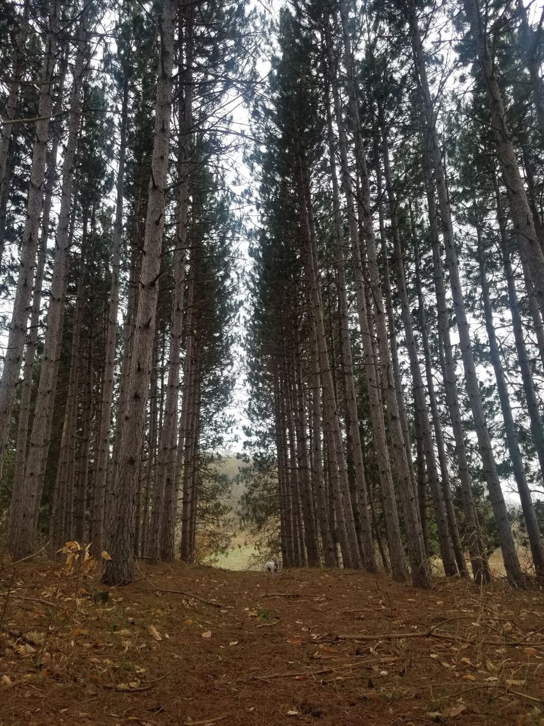 Beautiful trail through pine trees