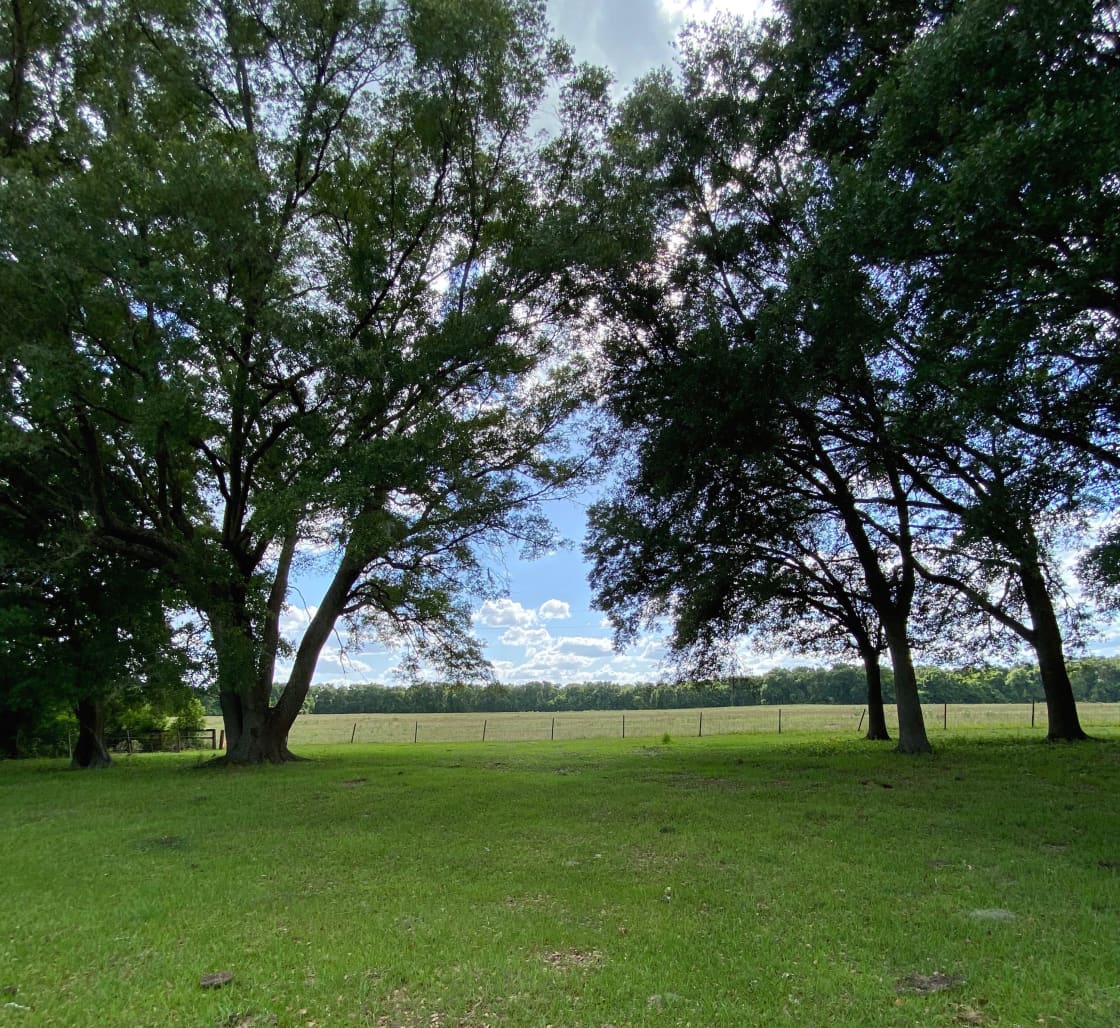 Majestic, mature oaks with Spanish moss, for a shaded site, available for your enjoyment and relaxation. 