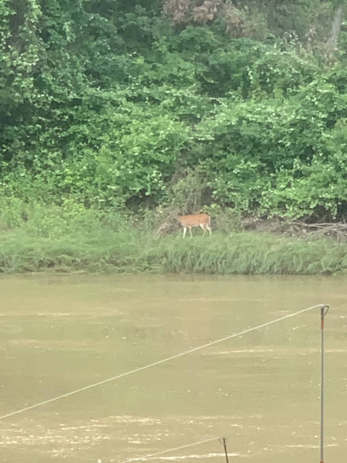 Deer sighting while fishing.
