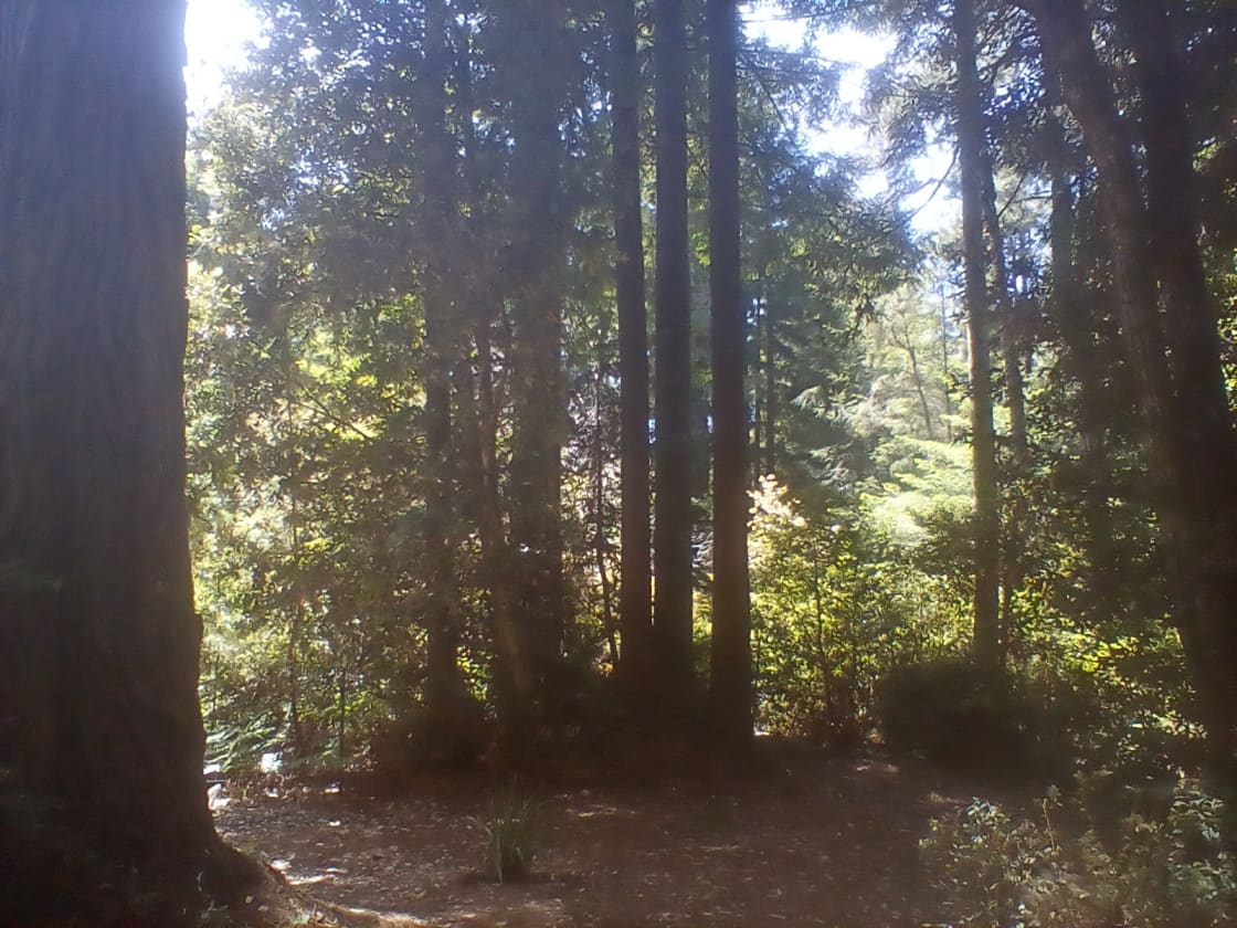 Redwood Forest Raven Haven