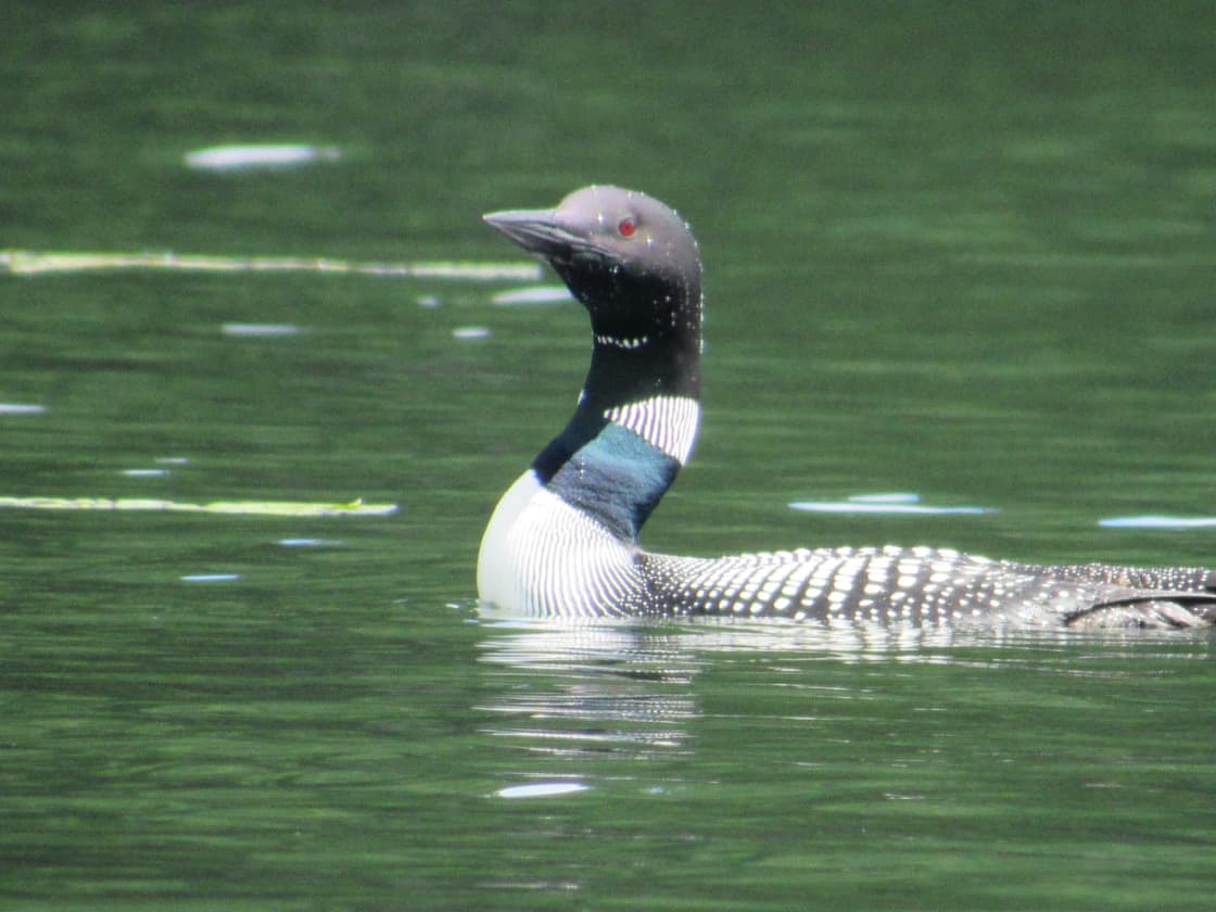 The Lonely Loon