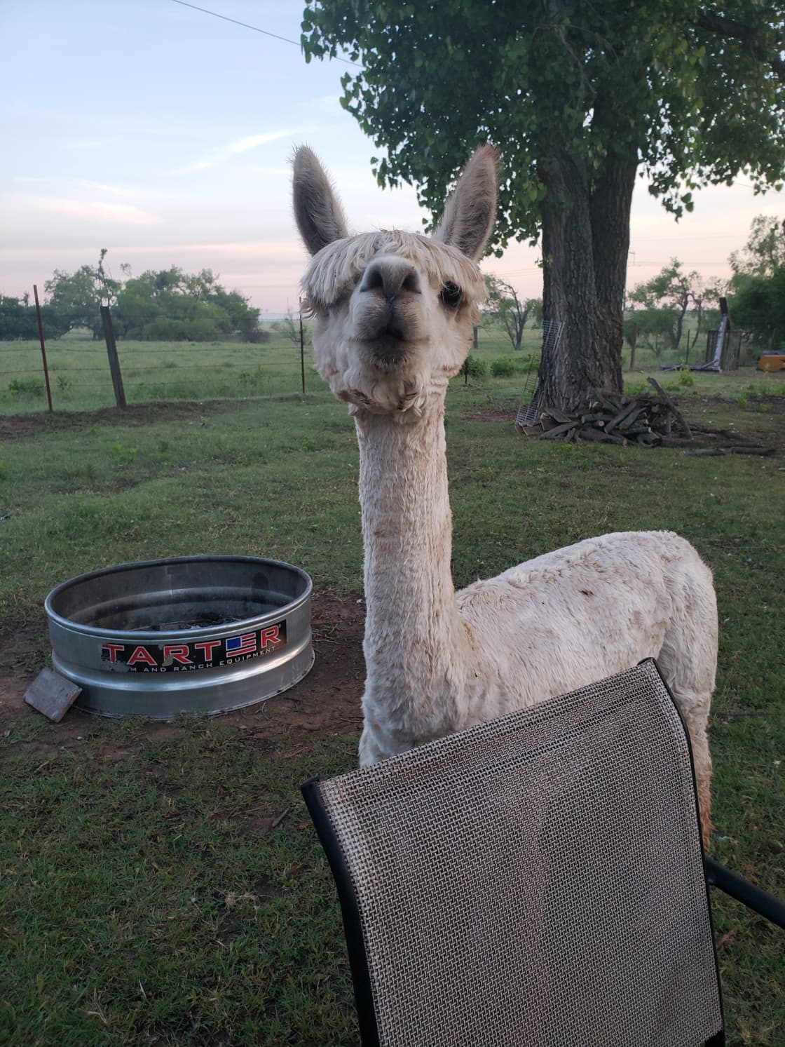 McBeth is so friendly, and nosy... a great cute Alpaca that wanted to hang out with us