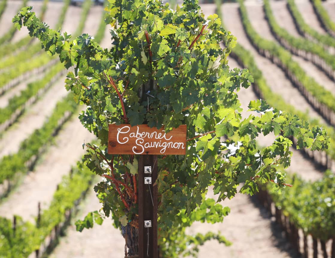 You're located right in the center of Temecula Valley Wine Country, near plenty of vineyards.