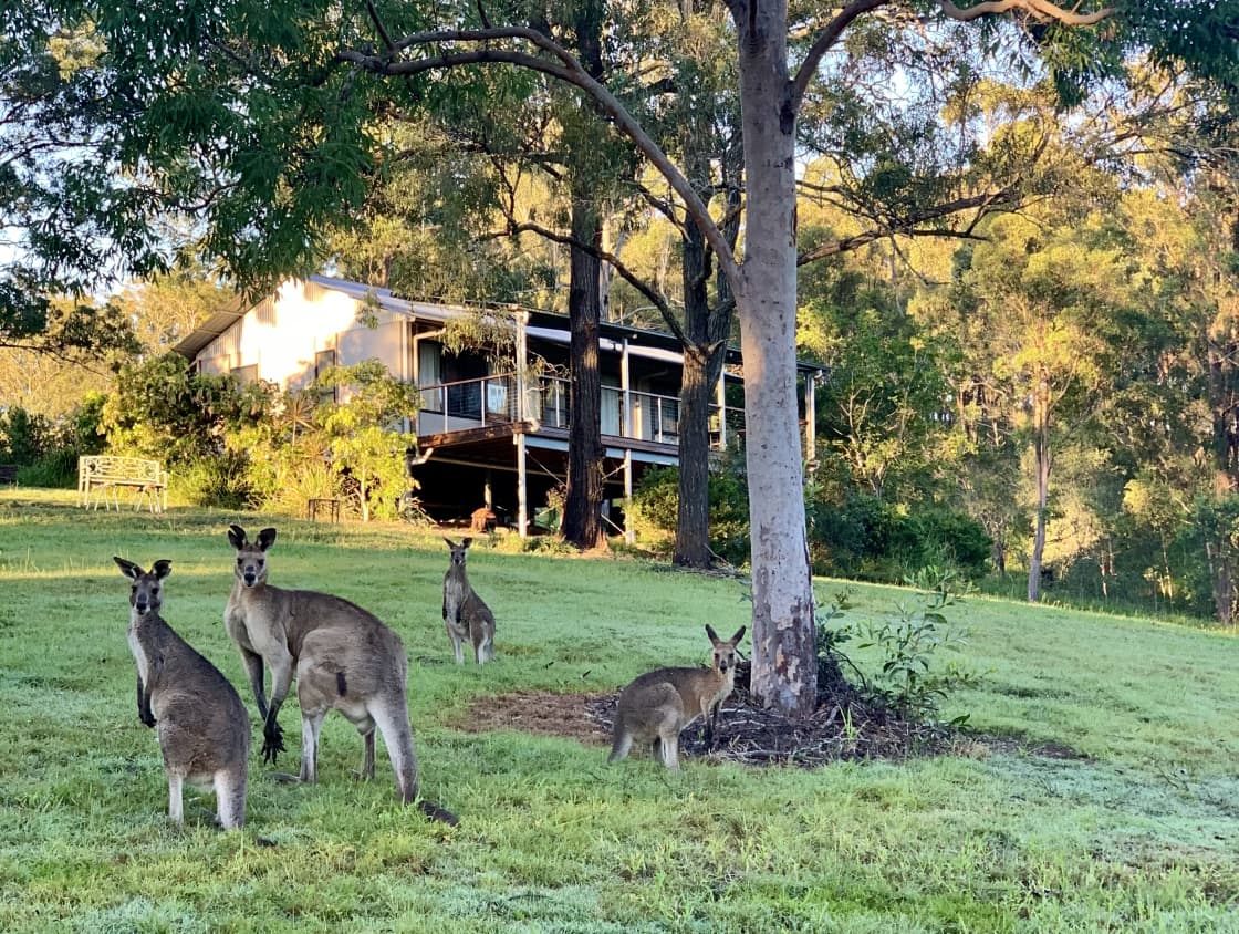 Resident kangaroo family