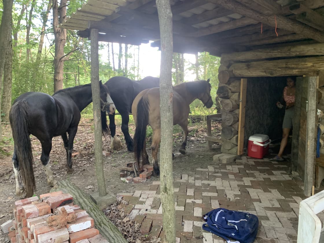 the horses visiting our cabin 😂