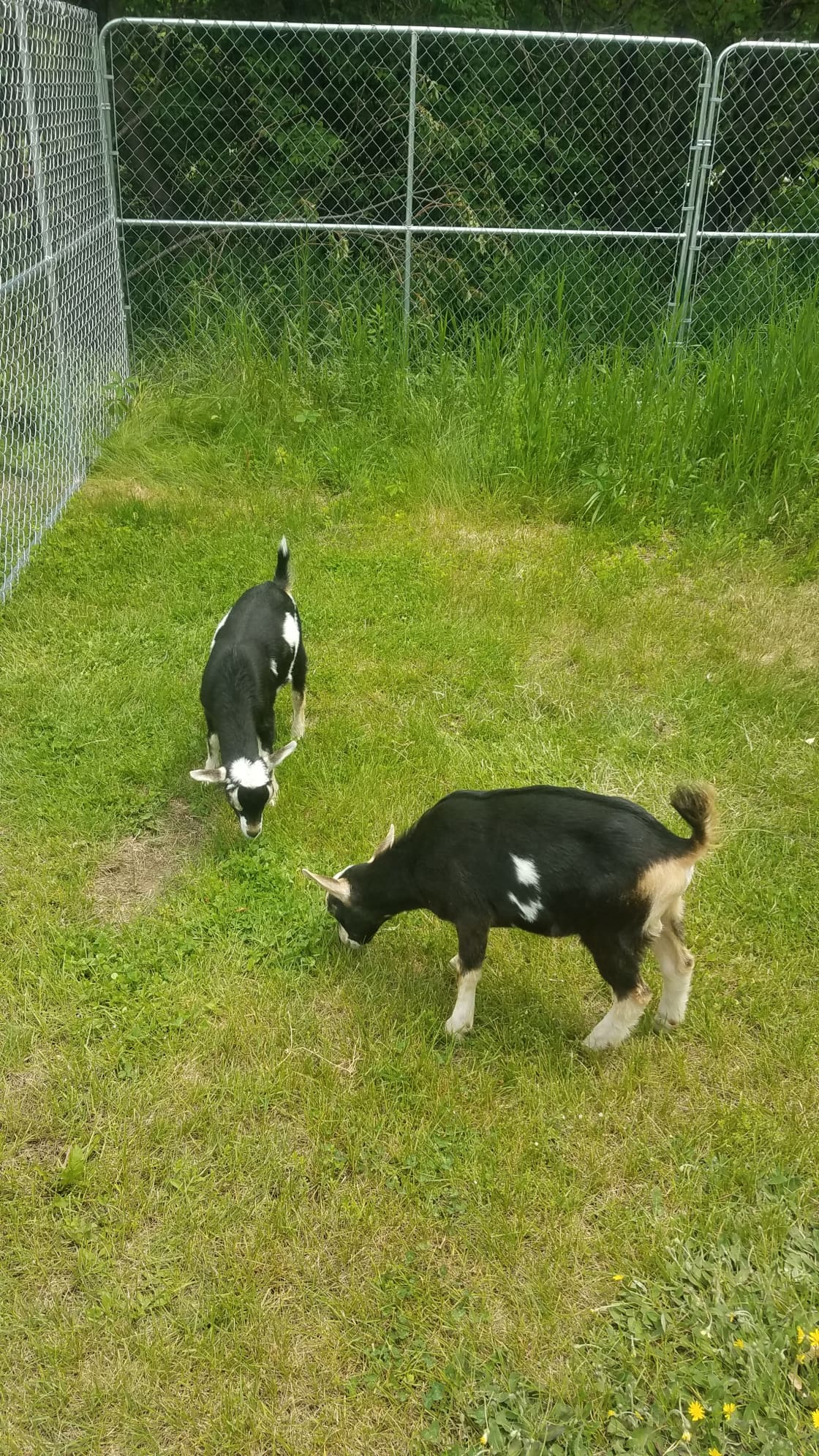 We have very friendly goats on the property to play with!