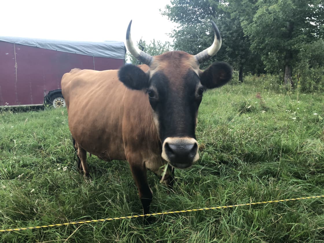 Loretta - our Jersey family cow