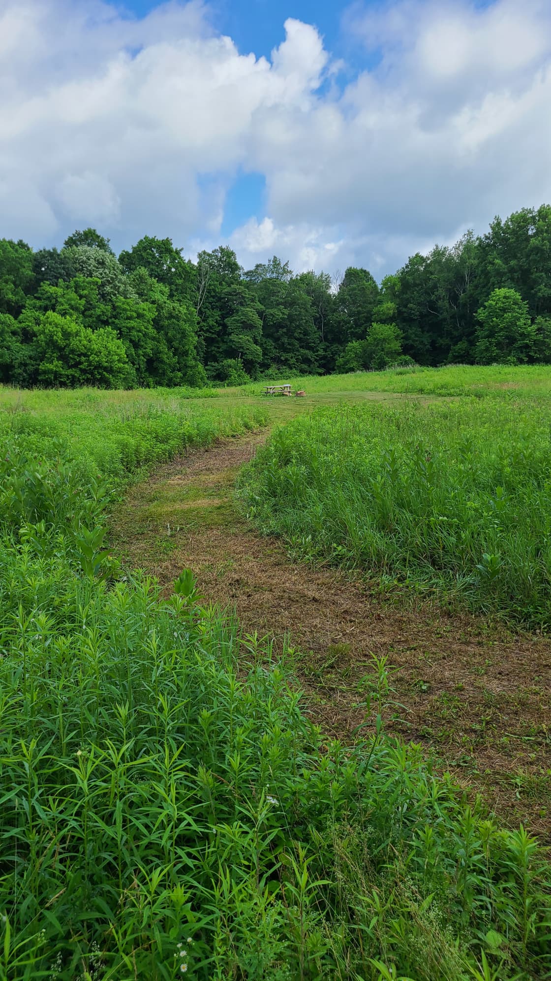 The path between the field portion of your site and the shady area.