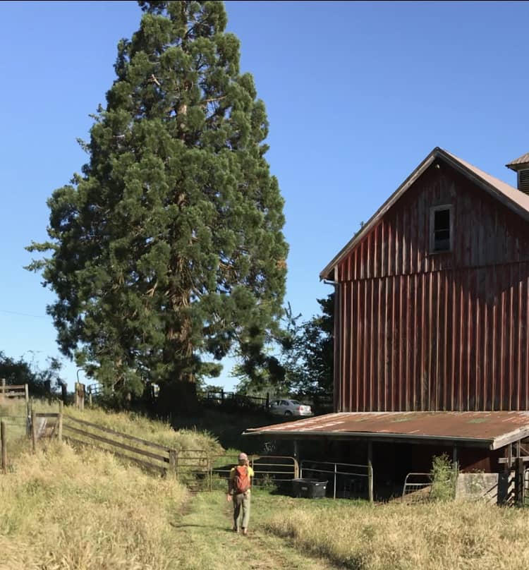 Redwood + red barn 