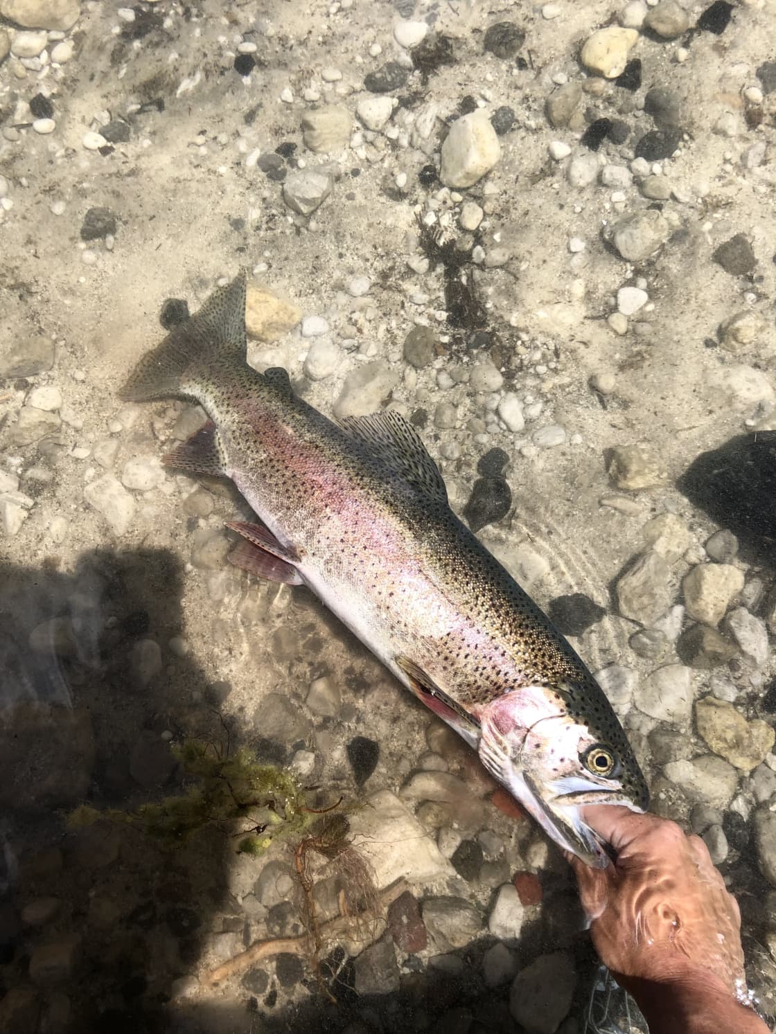 Average size of the Rainbow and Brown Trout you can catch (and see) right off of the bank. 