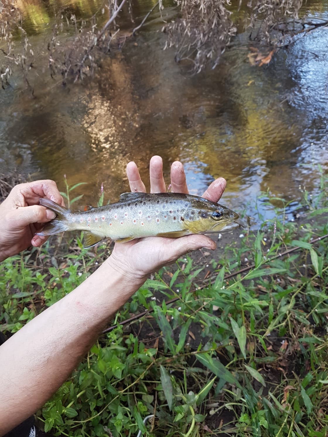 rainbow trout caught from river