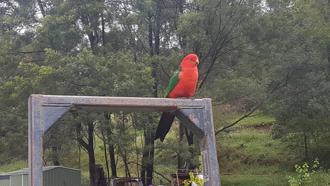 King parrot