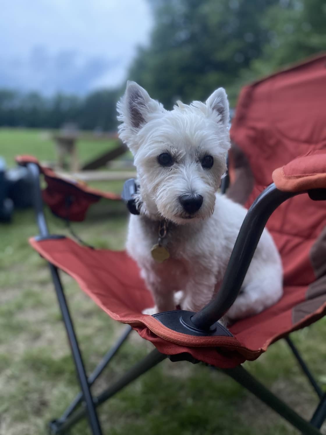 One of our four legged campers.