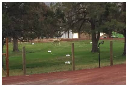 The neighborhood "wildlife" Alpaca across the street.