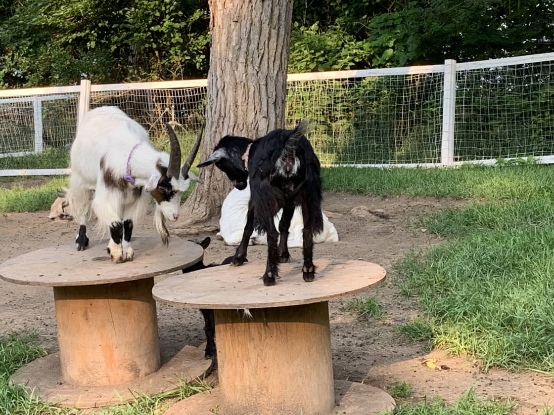 Goats vying for the highest point.