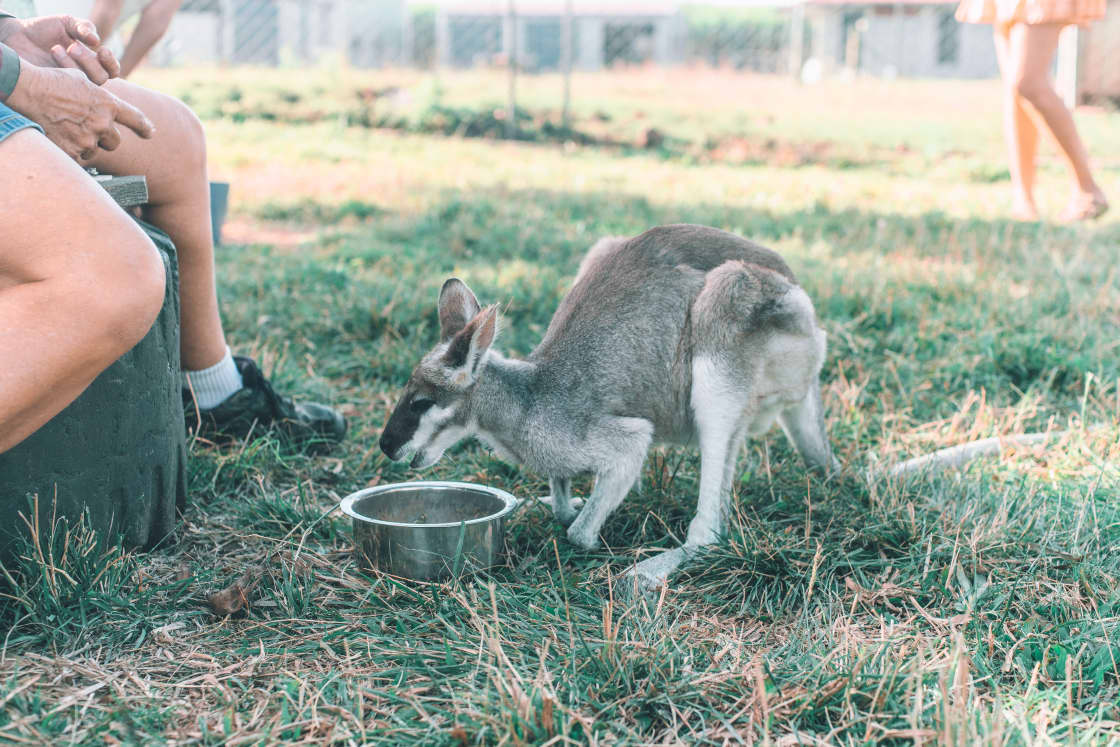 A rescued wallaby