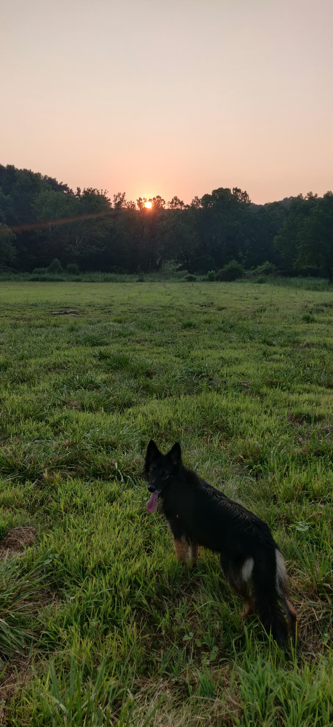 Not a great photo, but my dog loved all the space to live out her farm dog dreams.