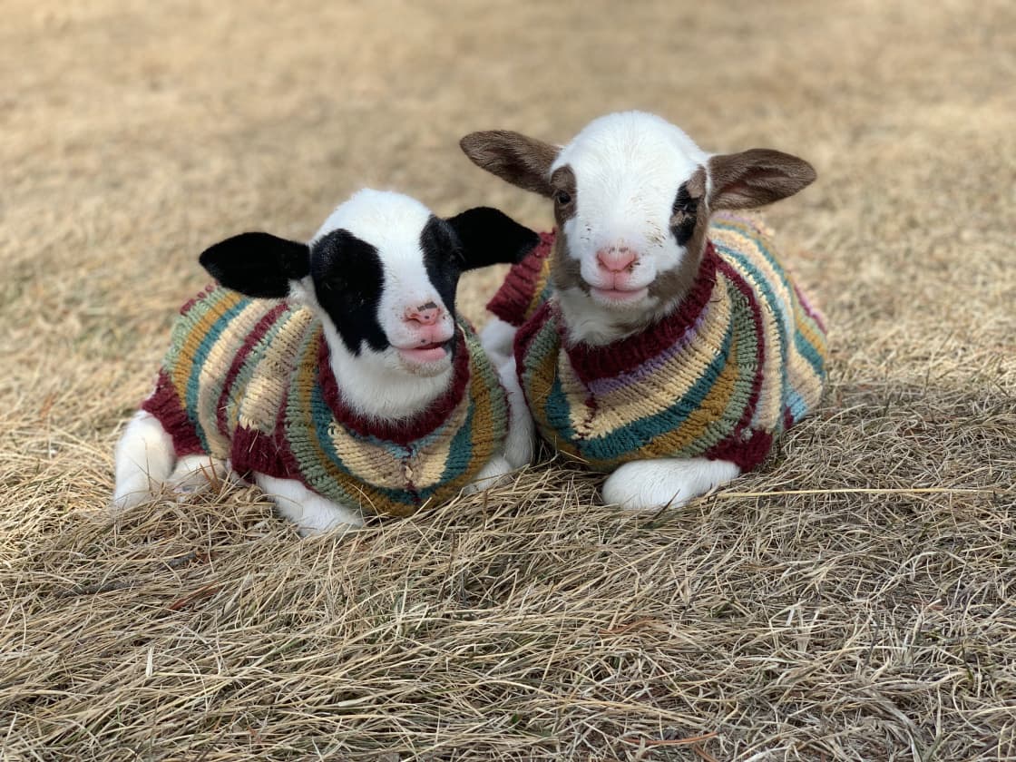 Lambs in Sweaters doesn't get any better.