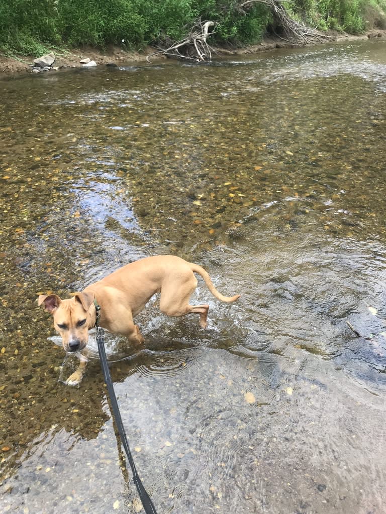Willow enjoying the river!