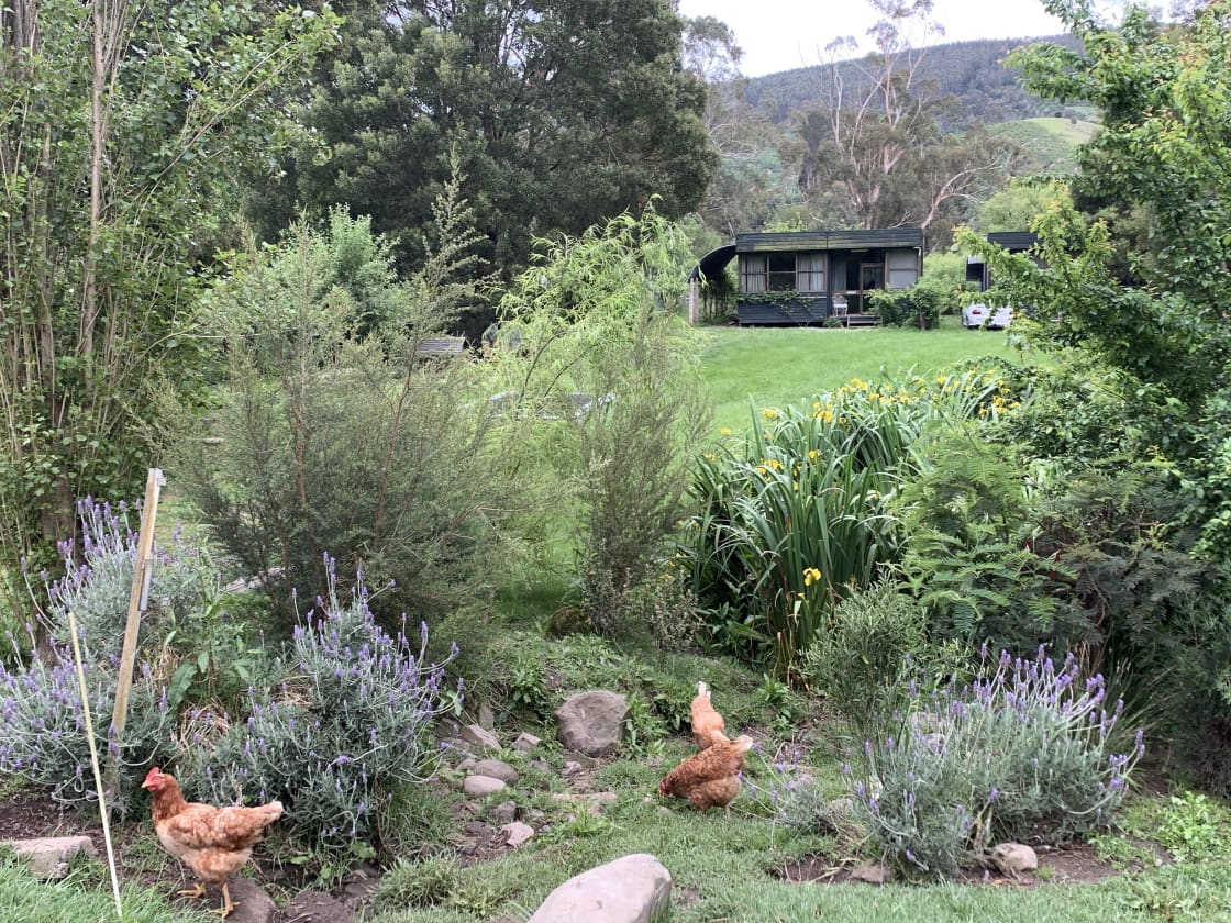 Cabin overlooking grassy lawn, towering hills, and duck-filled pond