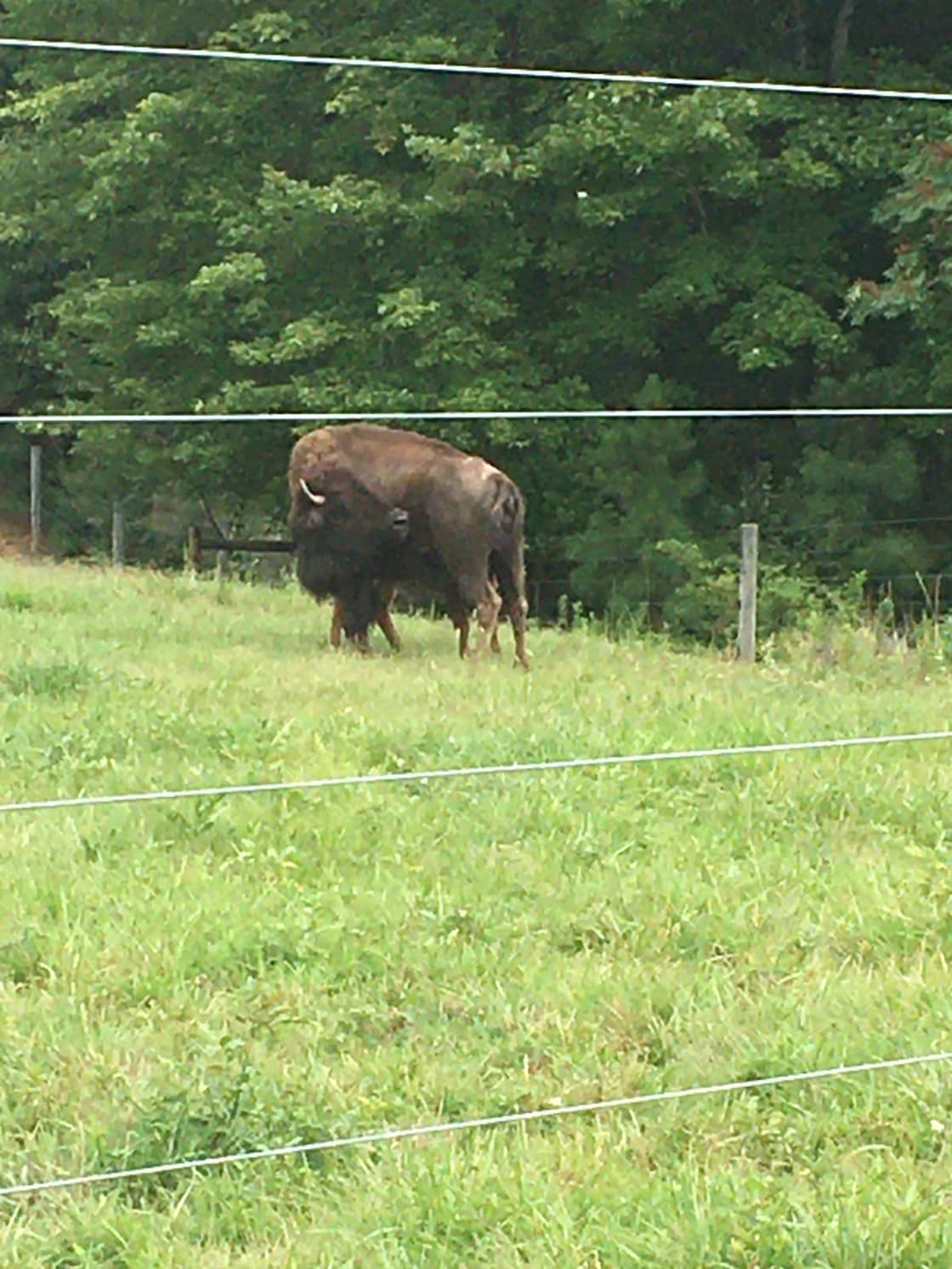 Piedmont Bison Ranch / Bison Trail