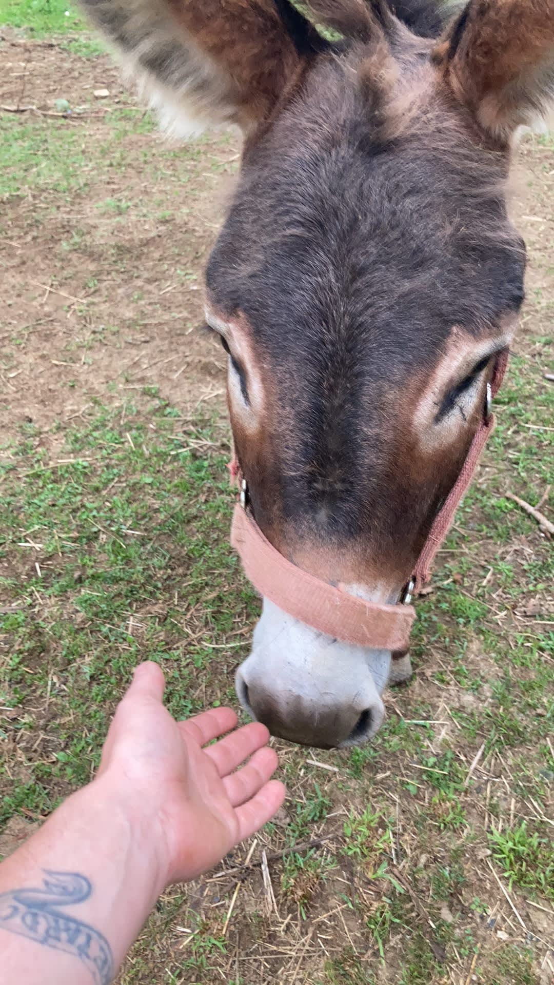 Our local celebrity and very good boy, Ser Arthur our donkey. Super kid friendly, likes to go on group walks and kid safe