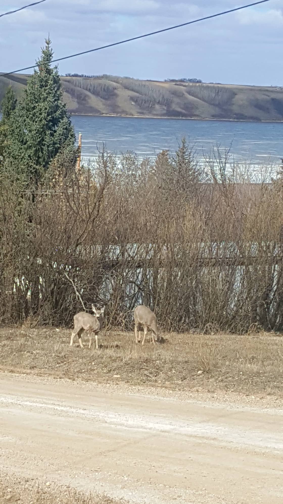 Some of our friendly beach residents you will likely see on the property or roads around the beach. If you're lucky you may see a momma with her triplets born this year