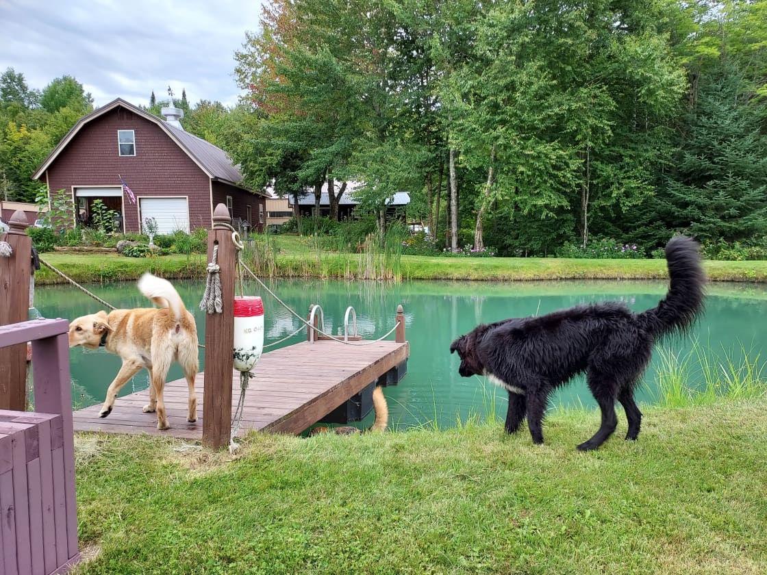 The dogs playing with one of our dogs at the pond on the property!