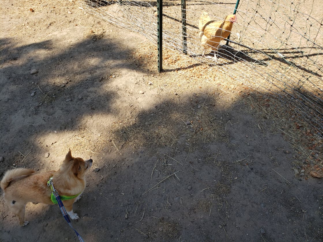 Chihuahua meeting chickens
