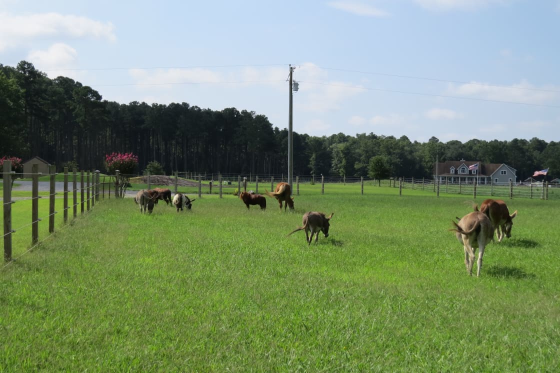 We have big and small, horses and donkeys, oh there is a bison farm across the street.