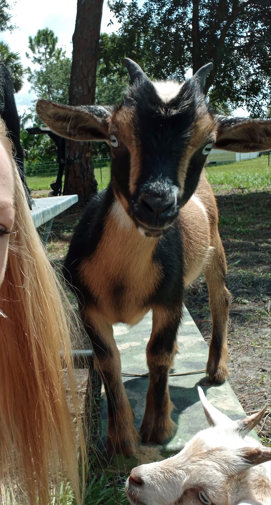 this is "Scape". one of our 4 new goats.
