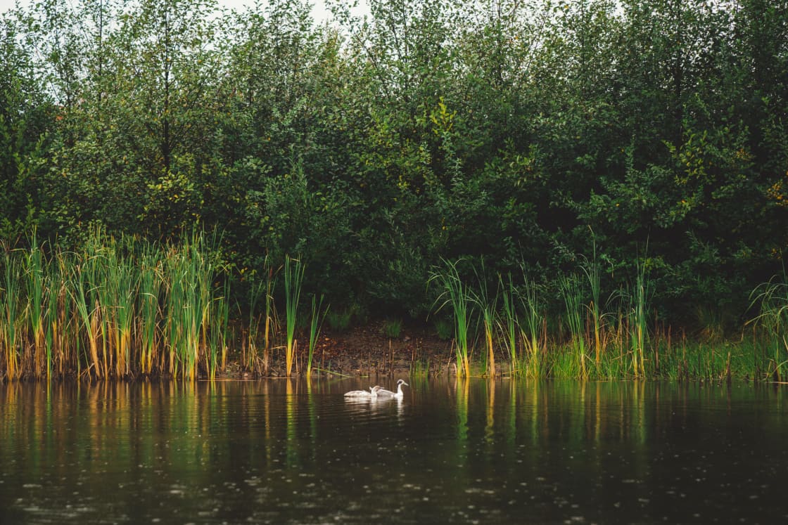Some of the ducks enjoying their pond; sadly a bit skittish. 