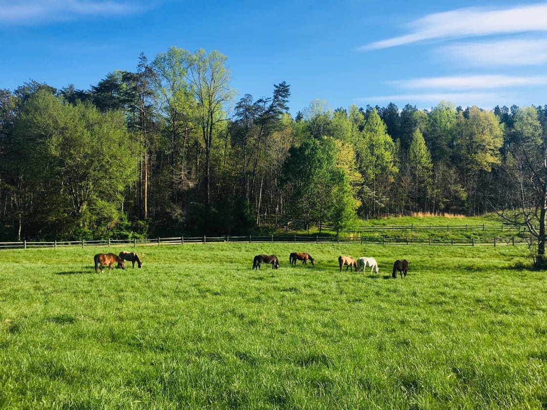 Galleywinter's herd grazing in the front pasture