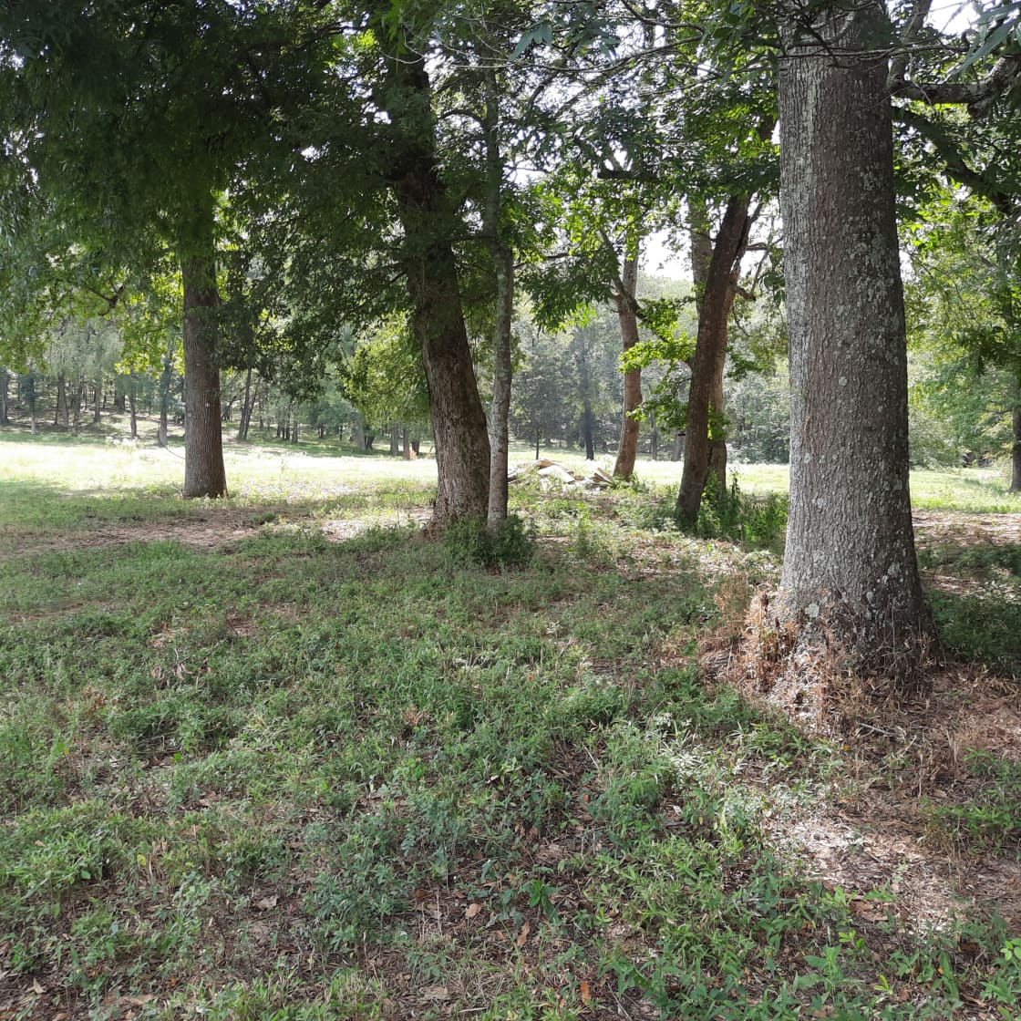 Large trees throughout the property. 