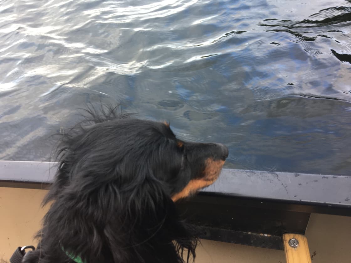 Our dachshund enjoying the canoe ride.